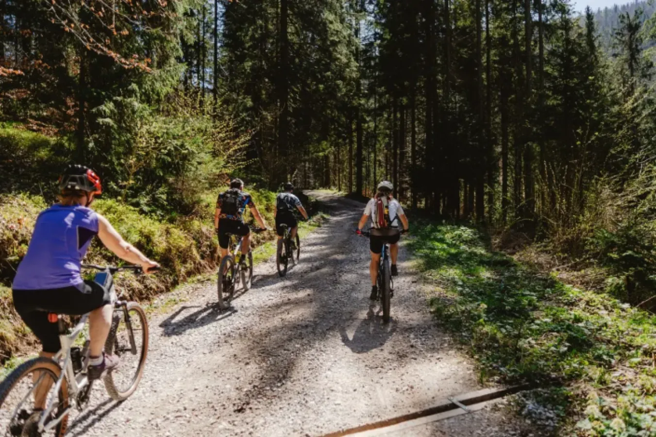 Rowerzyści na leśnej trasie rowerowej wśród drzew iglastych